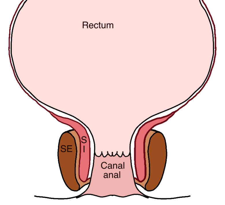 anatomie canal anal
